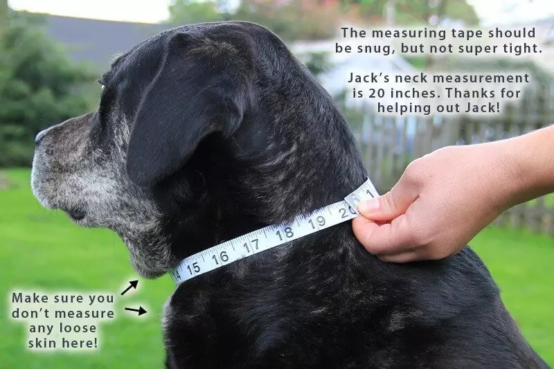 Happy Sparkles Leather Collar for Small Dogs Kobi Collars