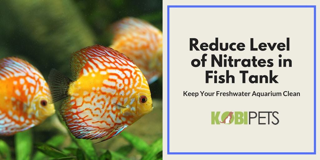 How to Lower Nitrates in Freshwater Aquarium? Kobi Pets Answers