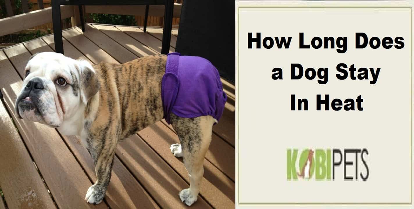 How Long Does a Dog Stay In Heat Kobi Pets