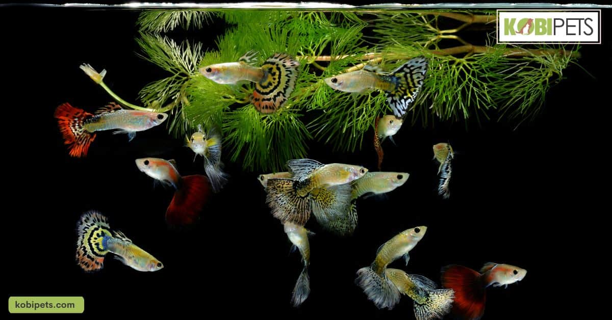 12 Easiest Fish to Take Care Of For Beginners Kobi Pets