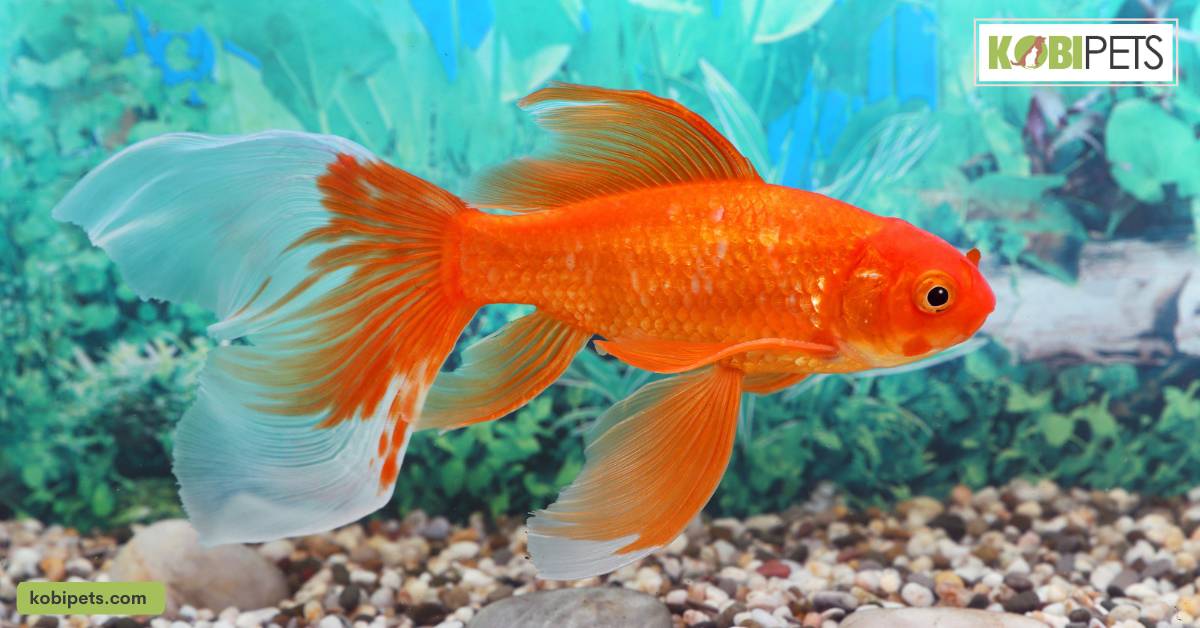 12 Types of Goldfish To Put In Your Aquarium Kobi Pets