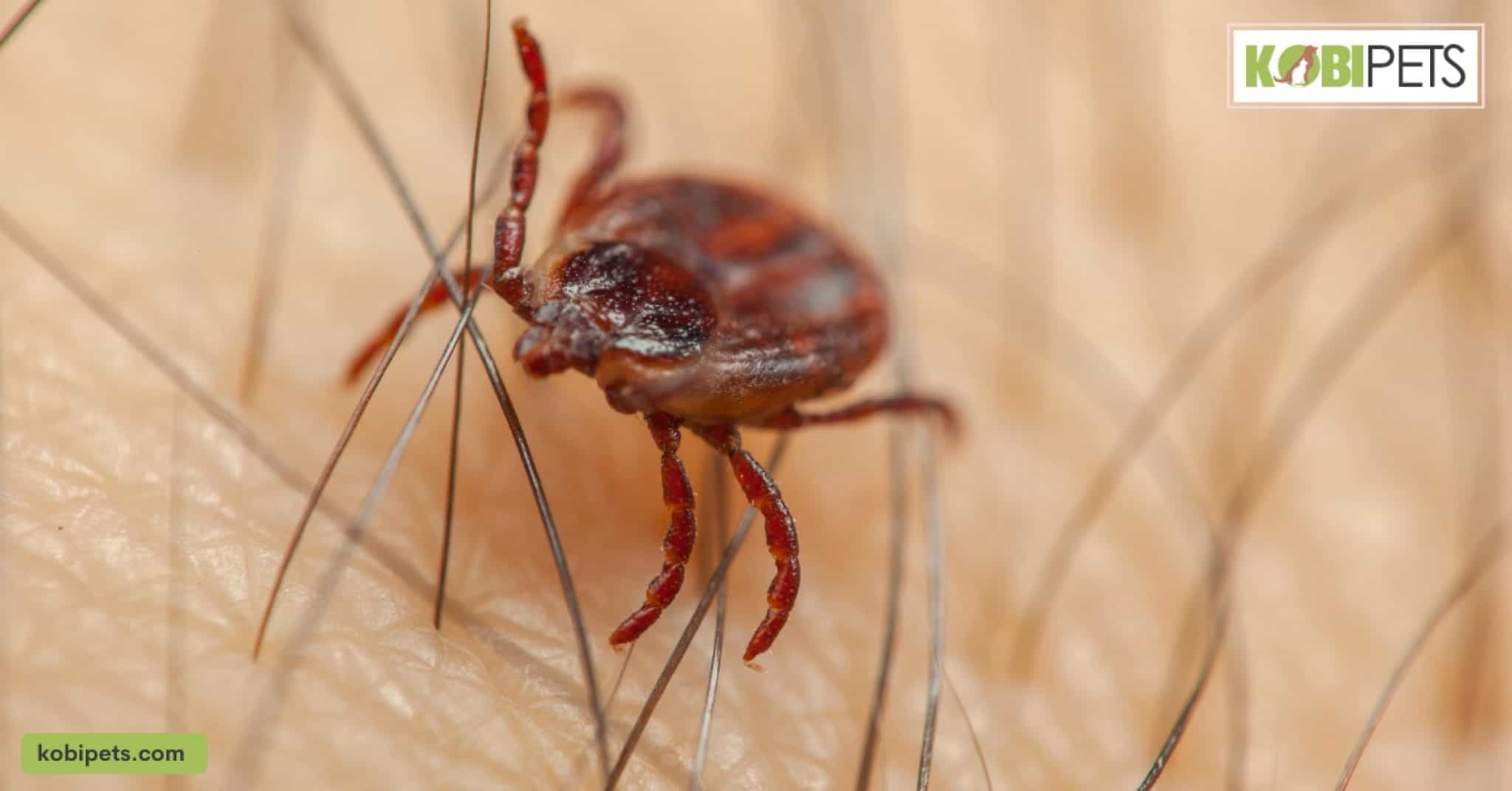 Ticks in Dogs Causes, Treatment, and Prevention Kobi Pets
