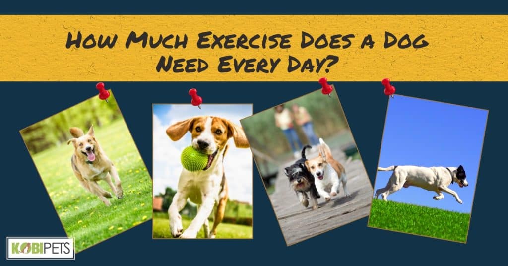 How Much Exercise Does a Dog Need Every Day? Kobi Pets