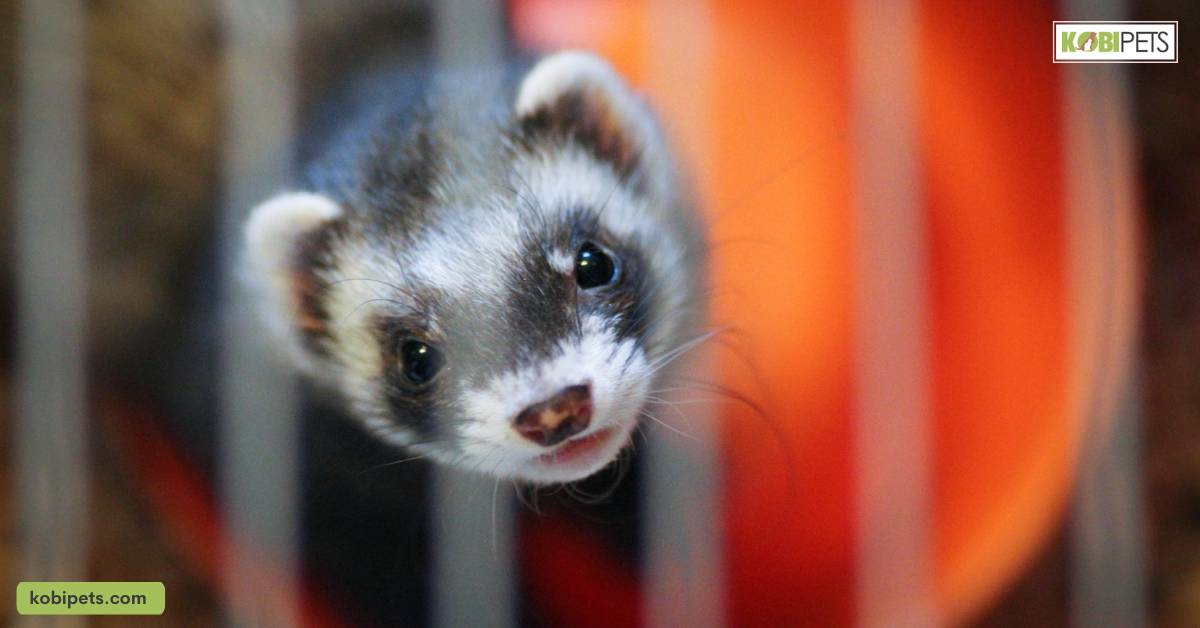 Ferret Care Tips Everything You Need To Know Kobi Pets