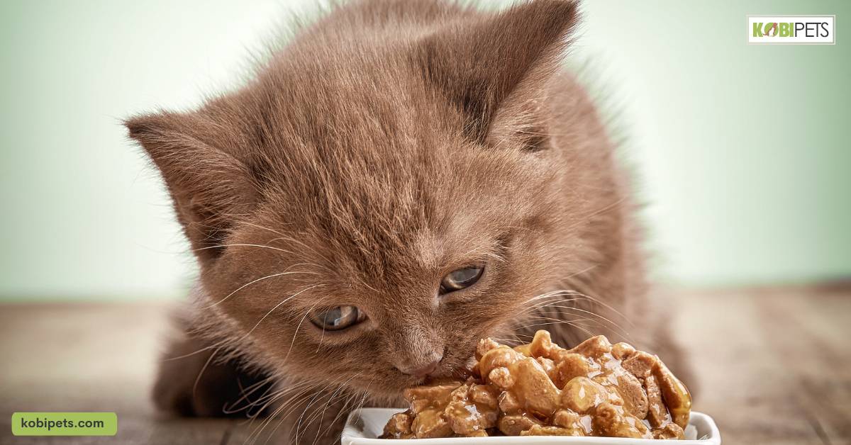 Can Cats Eat Dog Food? Kobi Pets