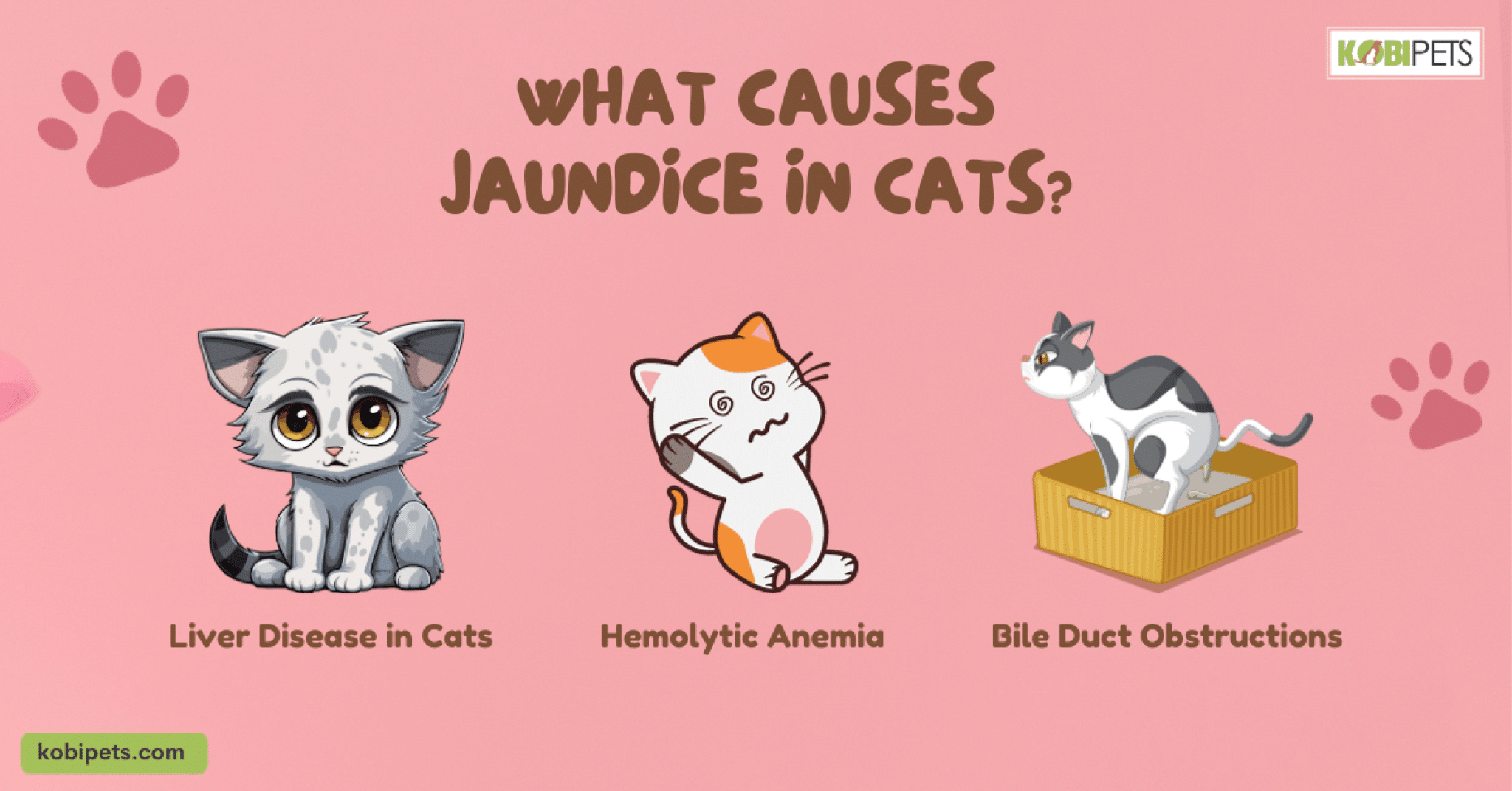 Jaundice in Cats Kobi Pets
