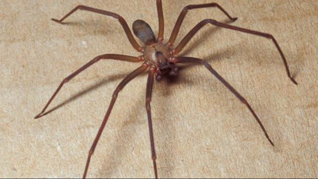 OR spiders What to know about Oregon’s emerging fall spiders