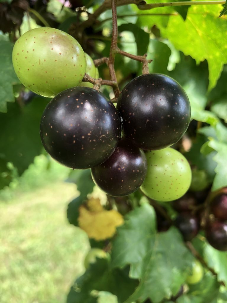 vautikodesign Ming Garden Menu Americus Ga