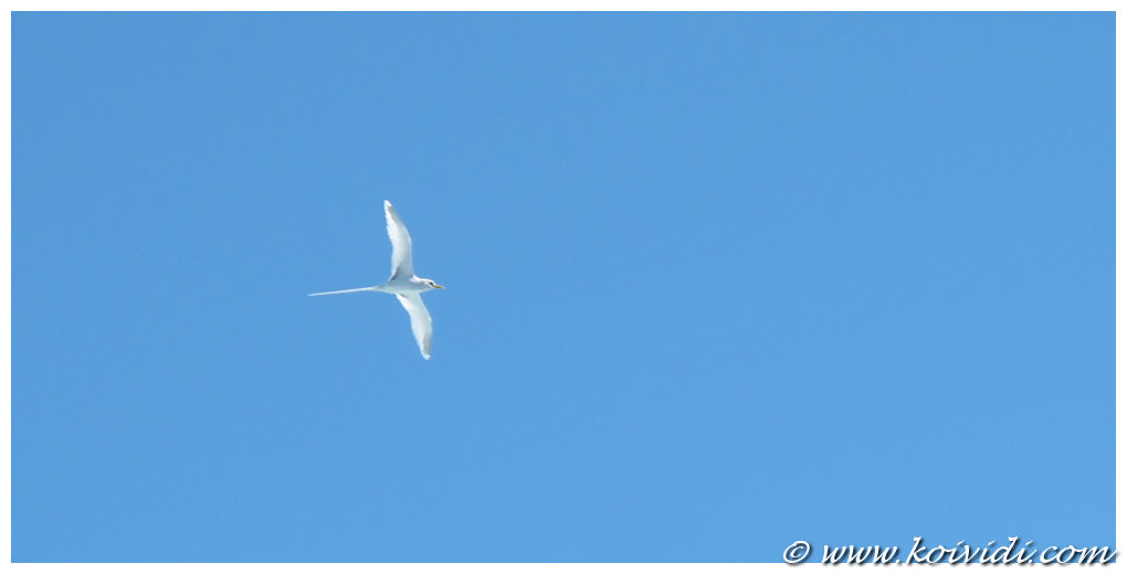 Le paille en queue ou le phaeton à bec jaune, photos et vidéo Koi vi di