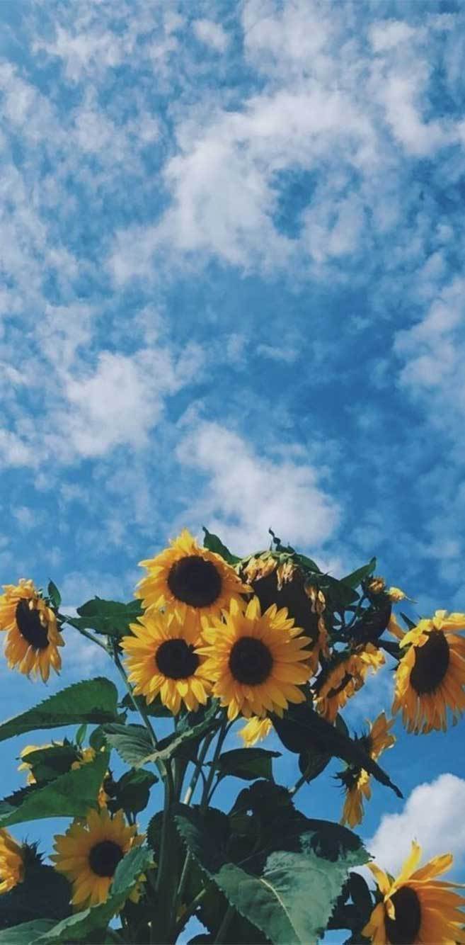 Background Lock Screen Sunflower Wallpaper bmpbeaver