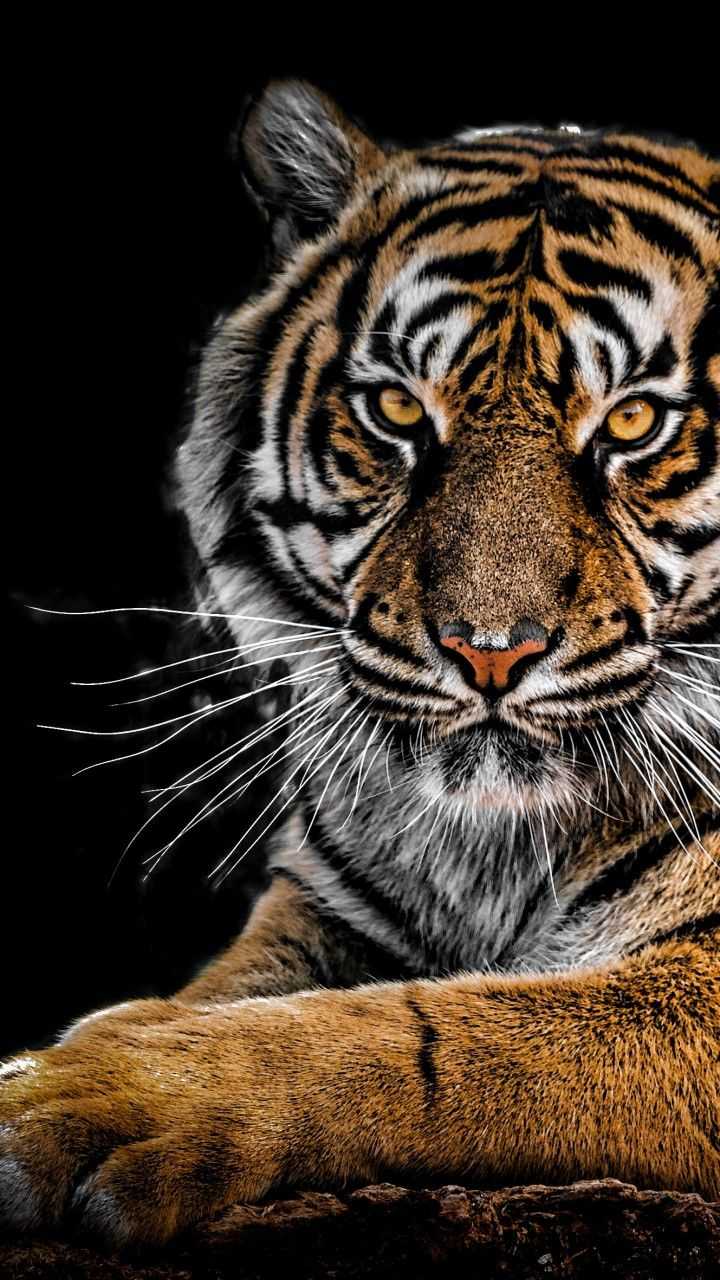 Tiger Lockscreen KoLPaPer Awesome Free HD Wallpapers