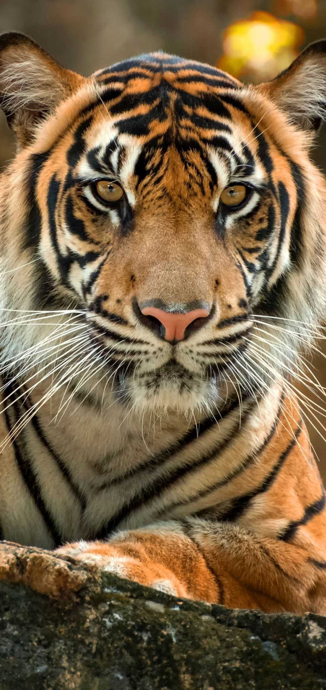 Tiger Wallpaper Android KoLPaPer Awesome Free HD Wallpapers