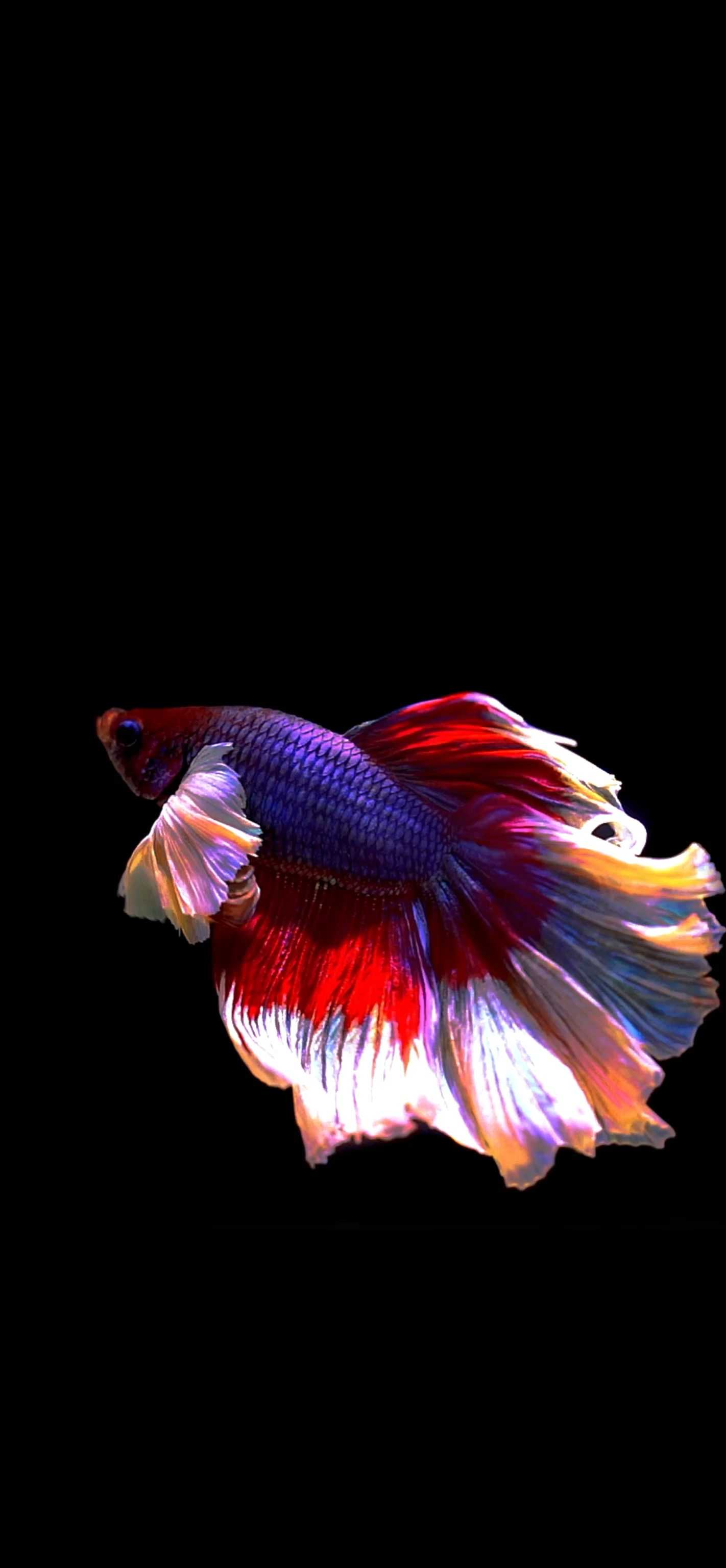 Android Fish Wallpaper KoLPaPer Awesome Free HD Wallpapers