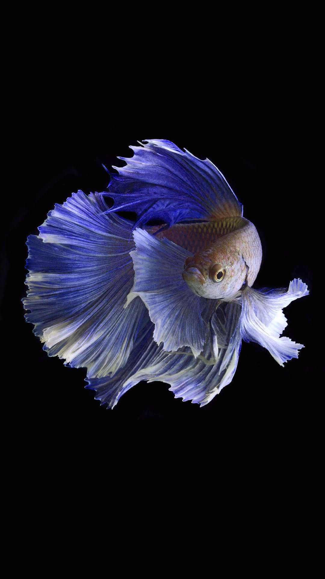 iPhone Fish Wallpapers KoLPaPer Awesome Free HD Wallpapers