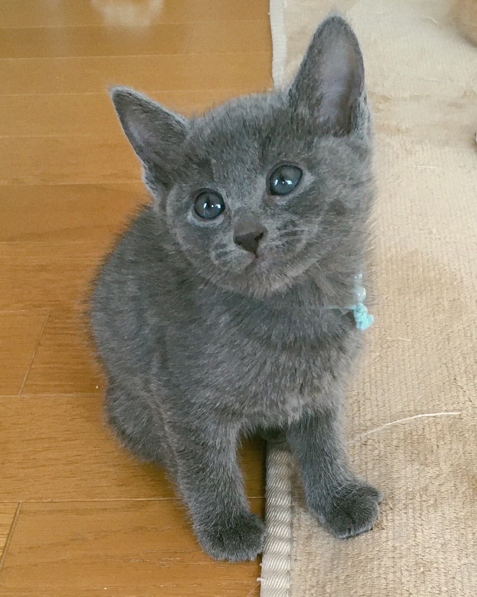 品種：ロシアンブルー 子猫のお店 アンジュ