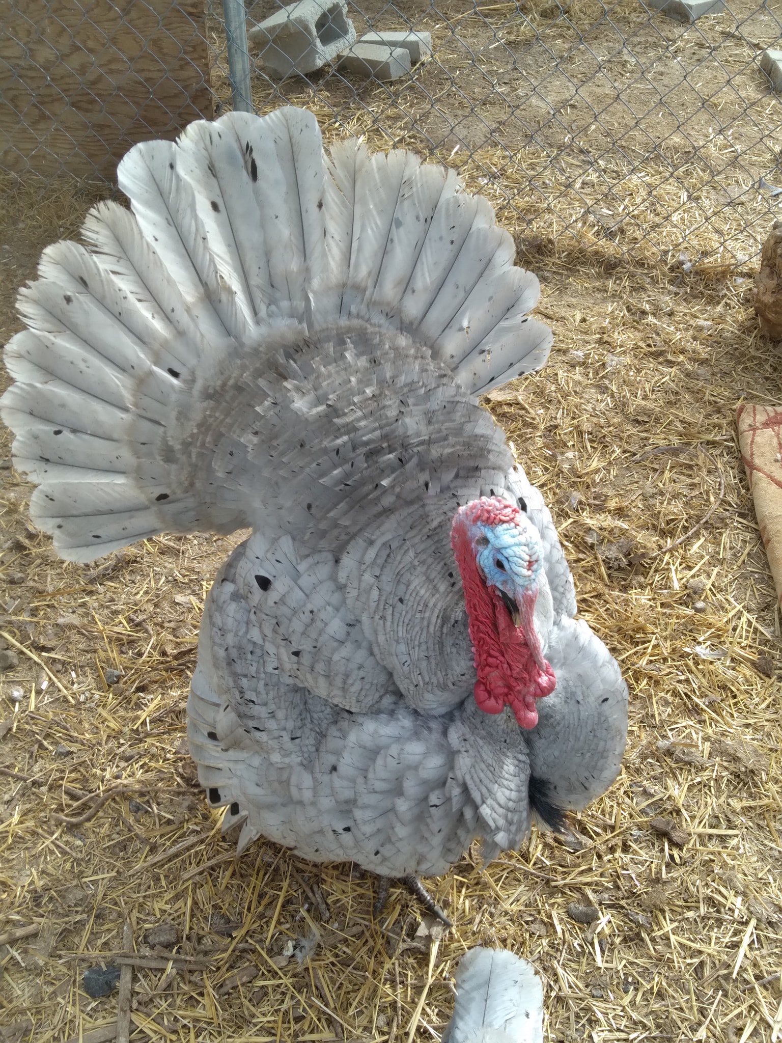 Blue Slate Turkey Koops Coops