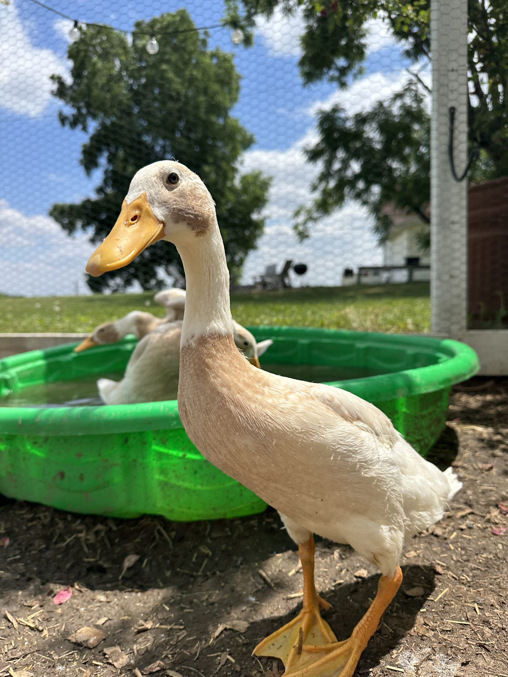 Fawn & White Runner Duckling Koops Coops