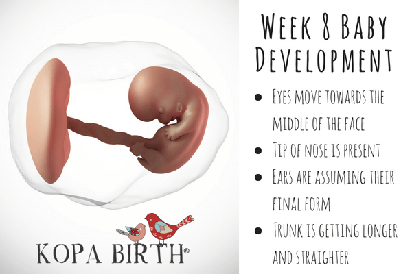 Week 8 Pregnancy Symptoms, Baby Belly Bump, & Twins Kopa Birth®