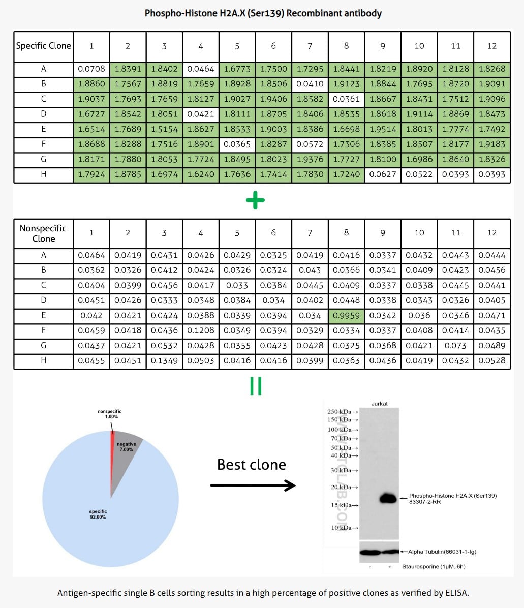 Antigenspecific single B cell sorting result(03)