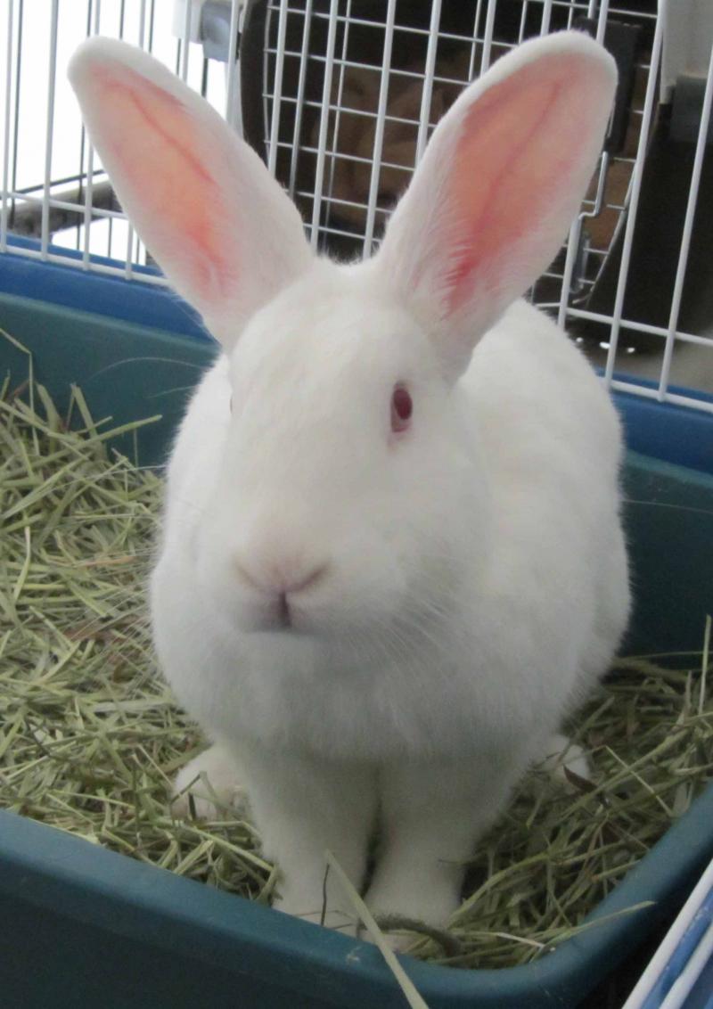 If KPop's Bunny Idols Were Actually Bunnies This Is What