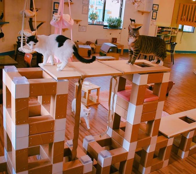 PETBLOC The Best Toy to Keep Your Cats Busy KoreaProductPost