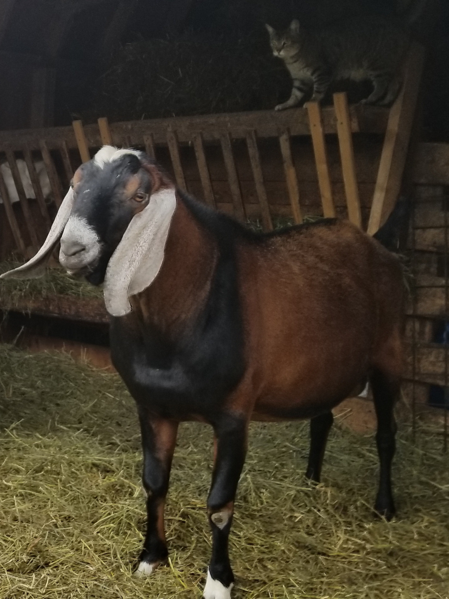 Kori Brook Dairy Goats