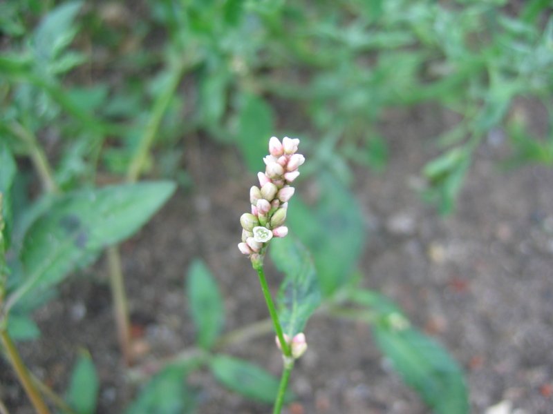 Korseby Online Polygonaceae