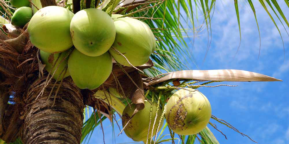 What’s the Difference Between Coconut Cream, Coconut Milk & Coconut Water?! Kosa Foods