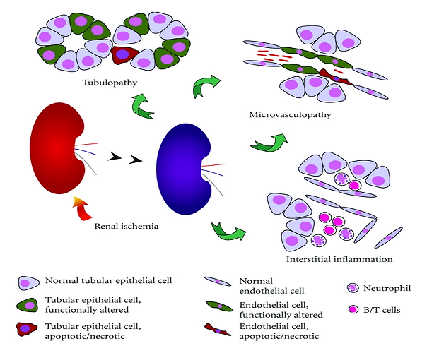 Understanding Functions & Toxicity Using Kidney Epithelial Cell