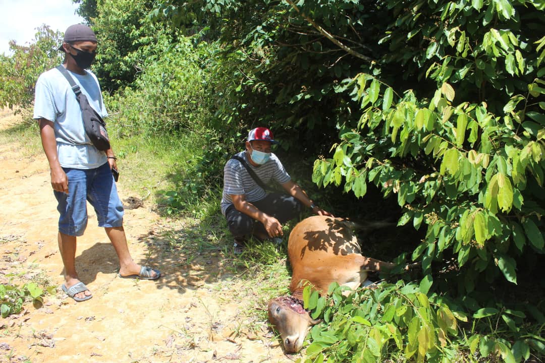 Ternakan dibaham harimau kumbang Malaysia News Today