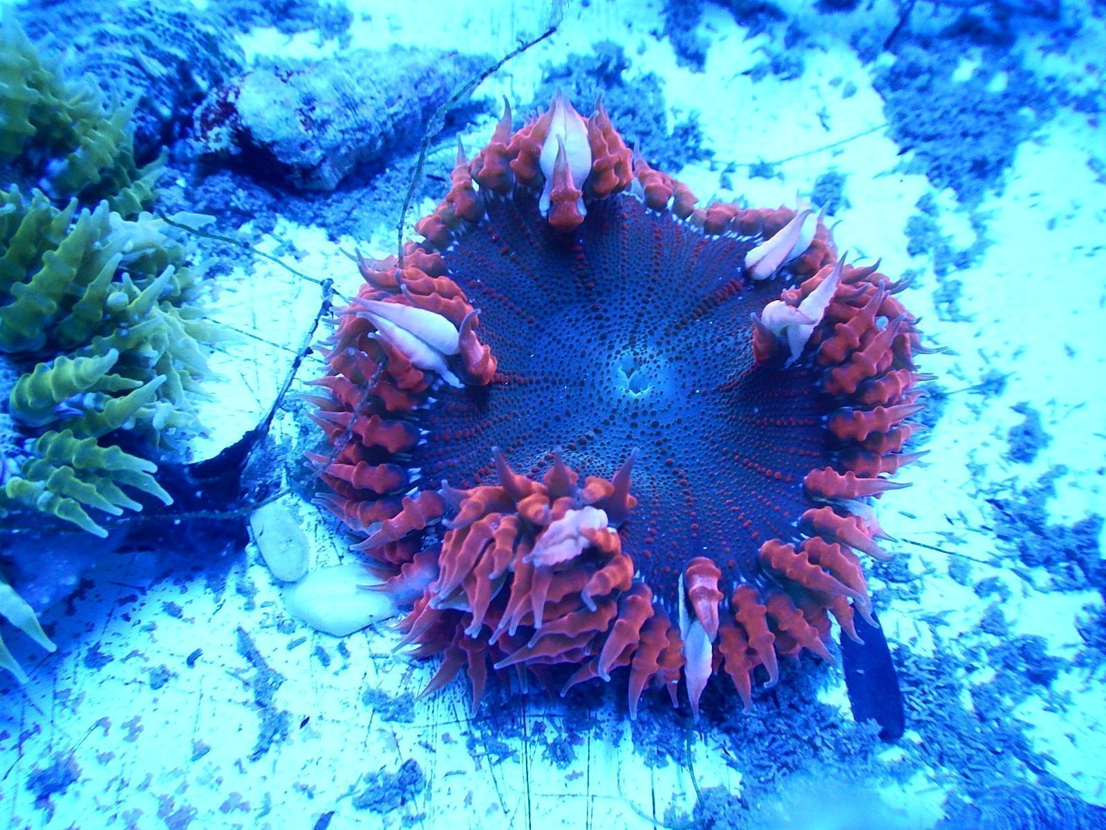 Rock Flower Anemone In Reef Tank Best Flower Site