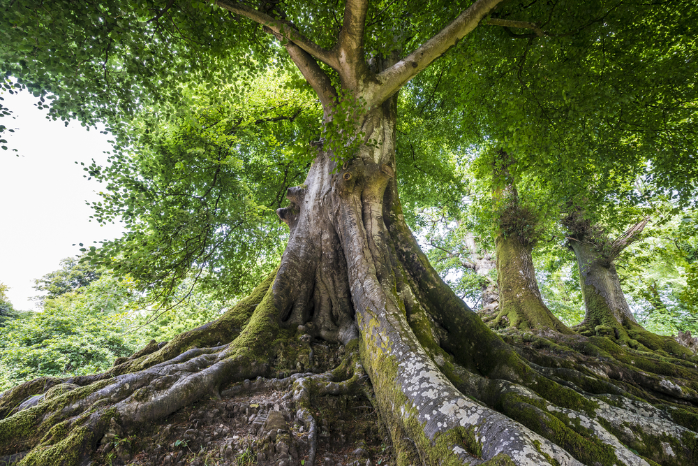 Top 10 Facts About Timber