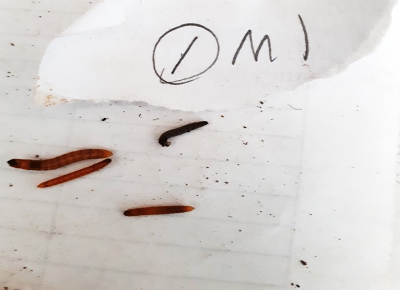 Wireworm Control in Scallions AttractandKill Tactic Using