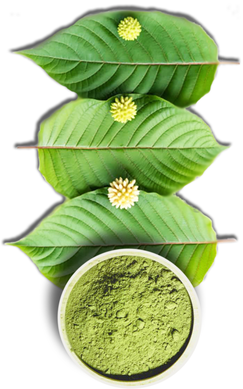 Different Kratom Strains & Types KratomK Blogs