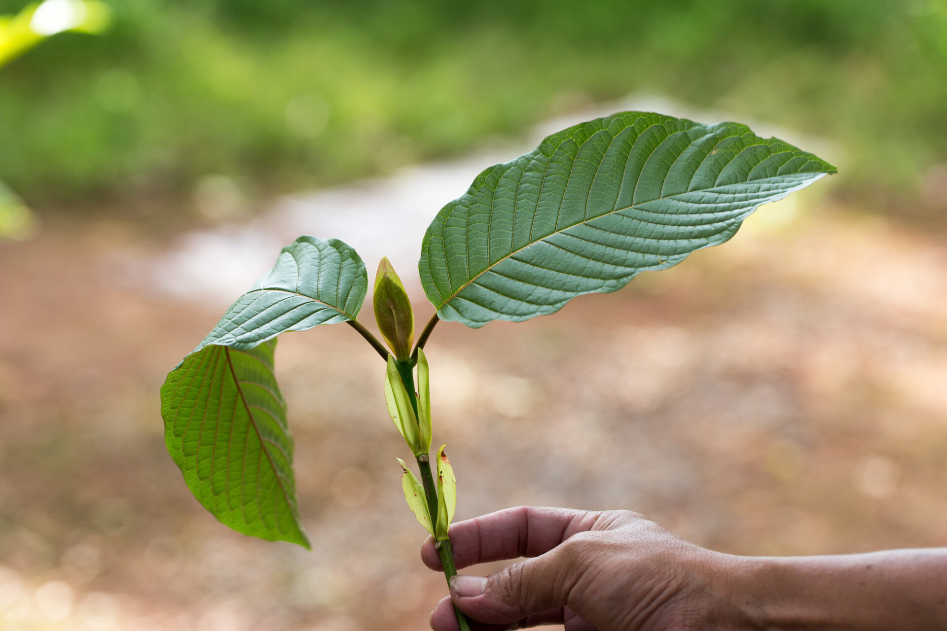Kratom Encyclopedia All the Different Kratom Strains Explained