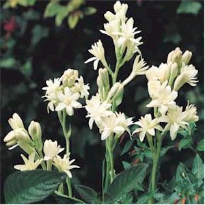 Tuberose Cultivation Guide How To Grow Tuberose Flowers