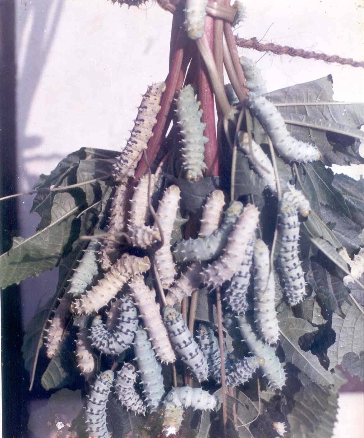 Package and practices for cultivation of Eri silkworm host plant Castor