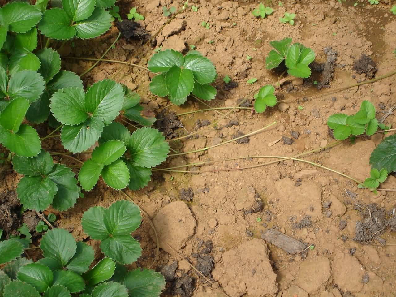 Strawberry cultivation for higher return Krishisewa
