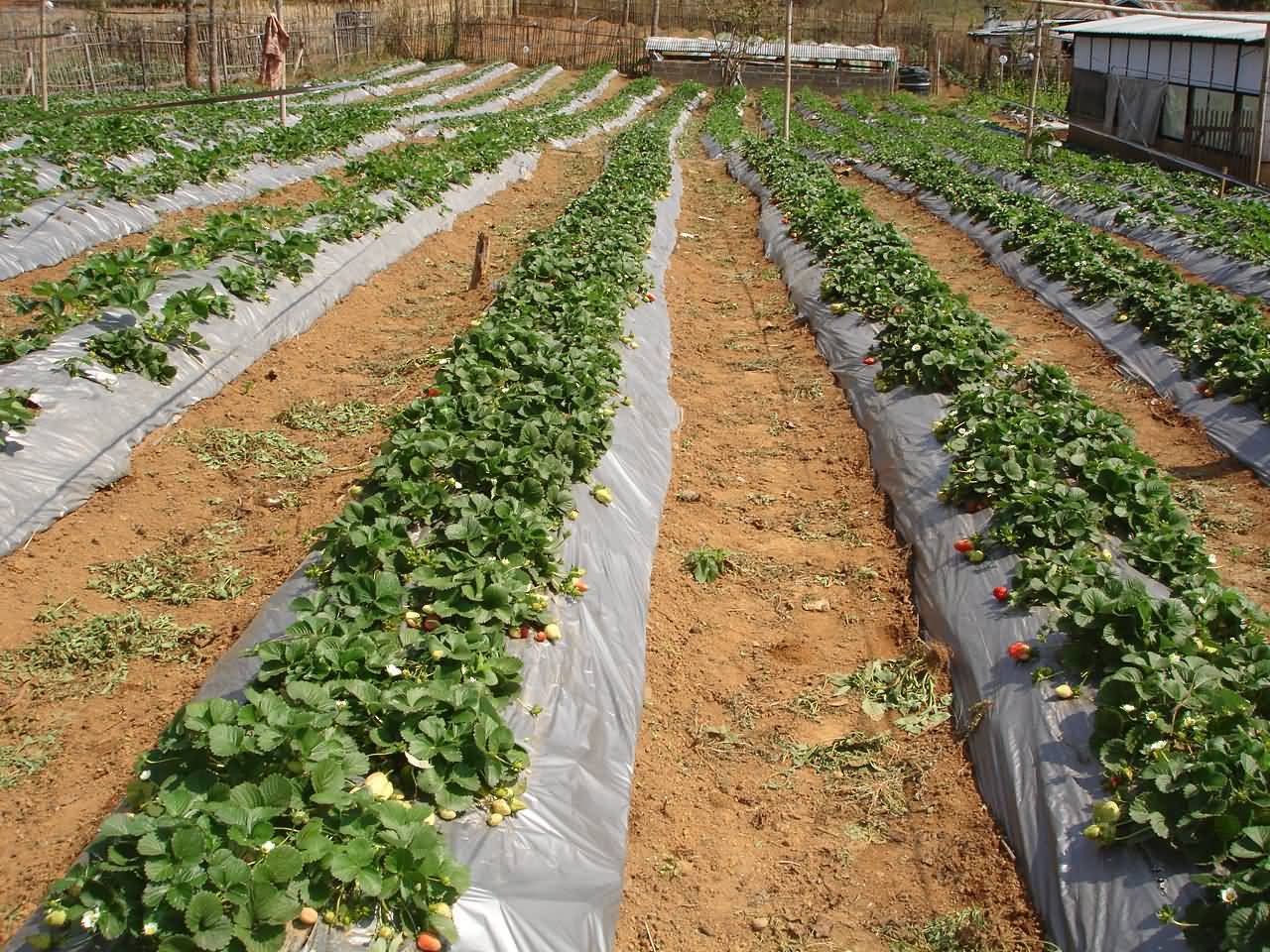 Strawberry cultivation for higher return Krishisewa