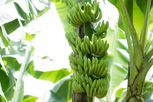 Fresh Banana Each, 1 ct Kroger