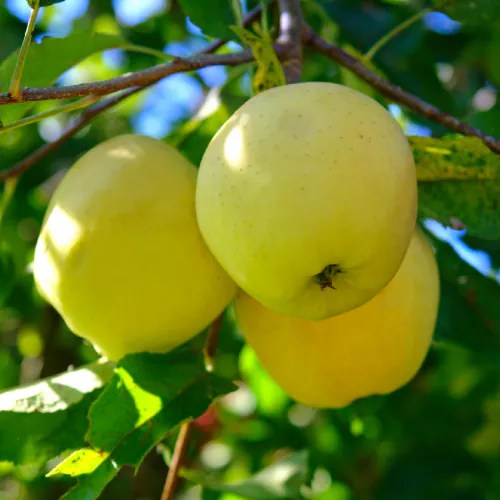 Large Golden Delicious Apple Each, Large/ 1 Count Fred Meyer