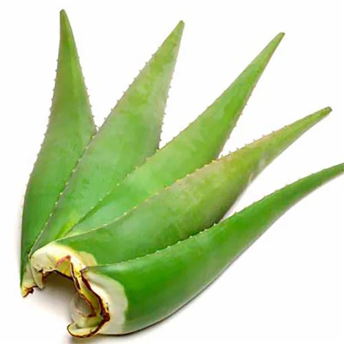 Aloe Vera Leaves, 1 ct Food 4 Less