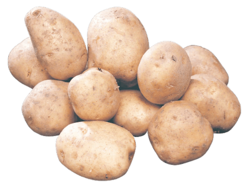 Kennebec Seed Potatoes, 1 lb Kroger