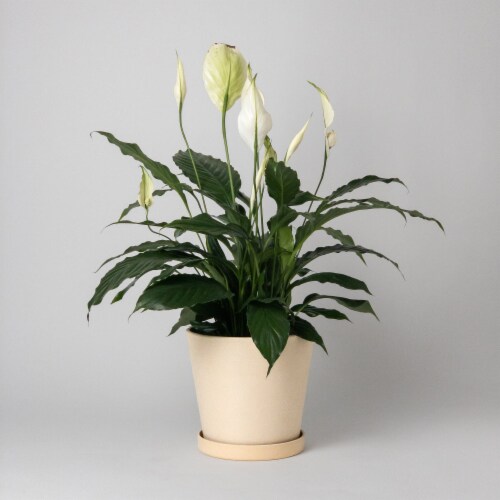 7 Planter Pot with Saucer, Drainage Hole & Plug, Modern Plant Pot
