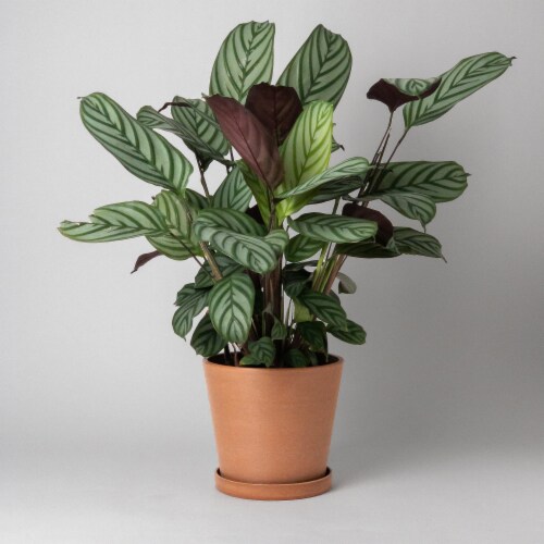 7 Planter Pot with Saucer, Drainage Hole & Plug, Modern Plant Pot