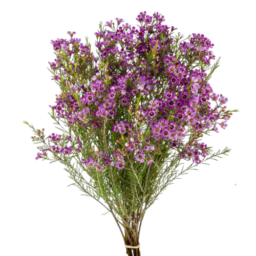 Jolo Flowers Inc. Wax Flower Stems, 5 ct Ralphs