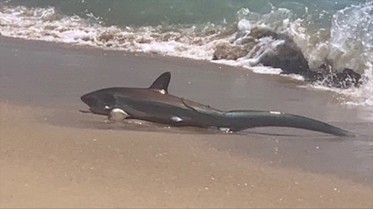 Video captures moment shark washed up onto Newport Beach shoreline KRON4