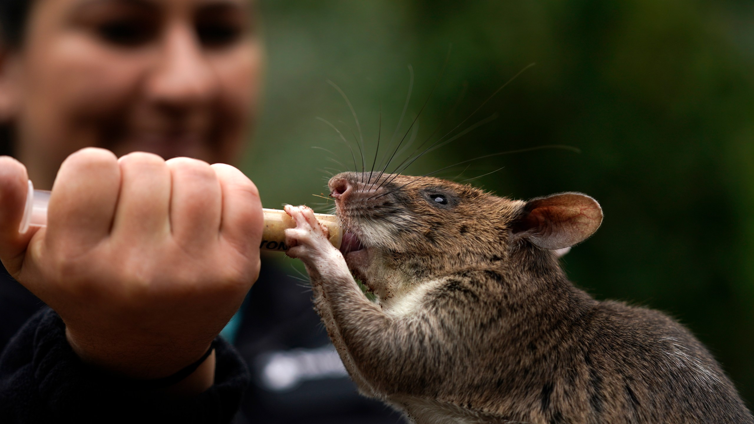 Rat ambassadors show off abilities to help humans, wildlife KRON4
