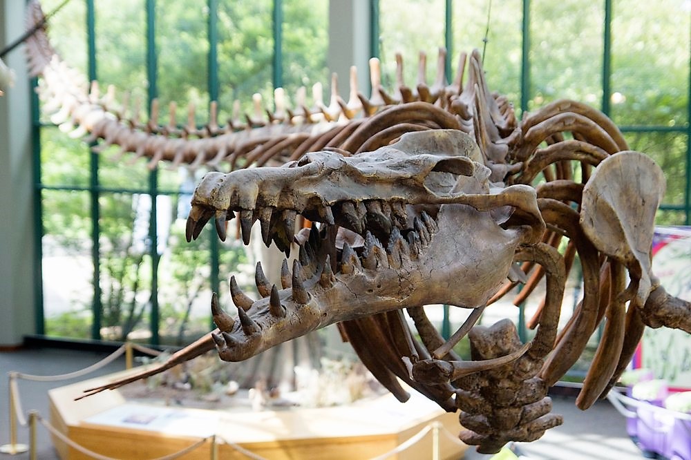 APEX PREDATOR SPOTLIGHT OTODUS OBLIQUUS Kronos Rising