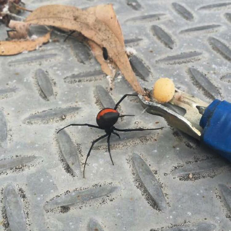Residential KR Pest Control